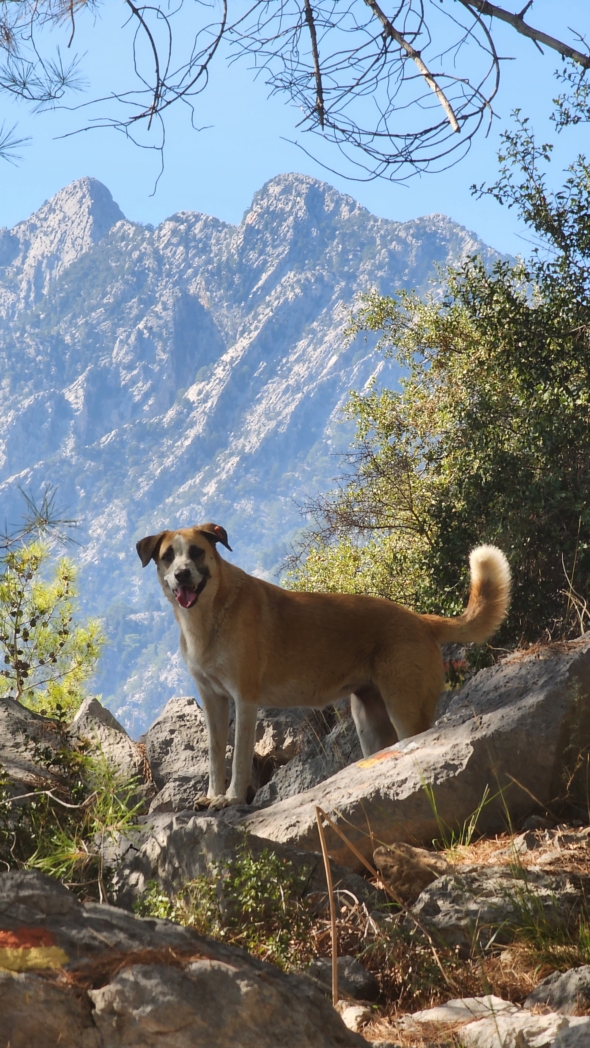 Group photo - Тунектепе вокруг 🐕