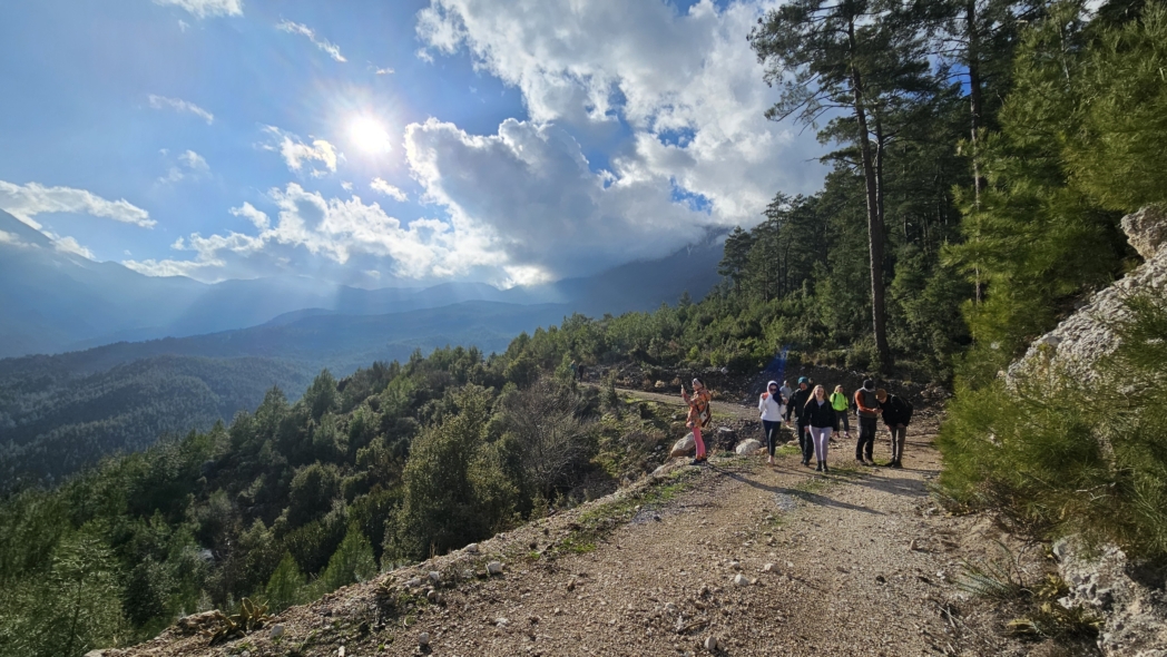 Платан 🌳