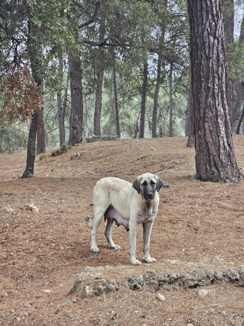 Гувер каньон 🌧️